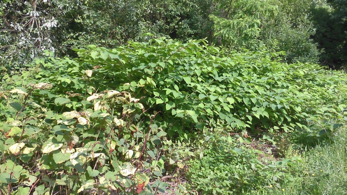 540624498 1091968839753157 7333542215506364294 n | WebJET CMS