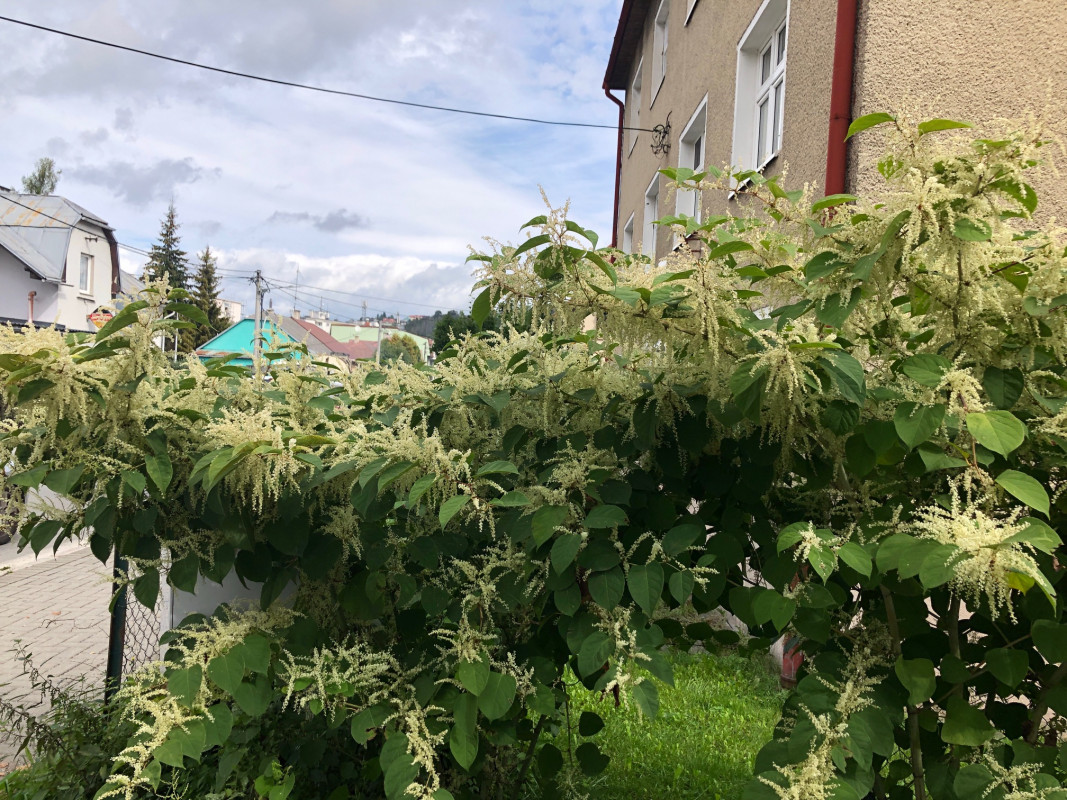 544417110 1091968996419808 7965482415120200981 n | WebJET CMS