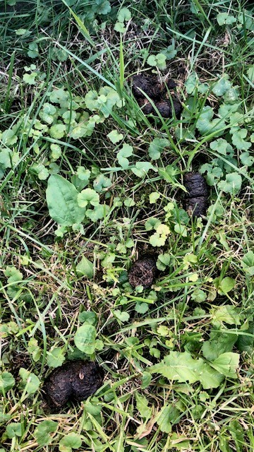 psie exkrementy | WebJET CMS