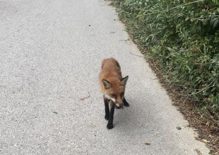 liska foxi | WebJET CMS