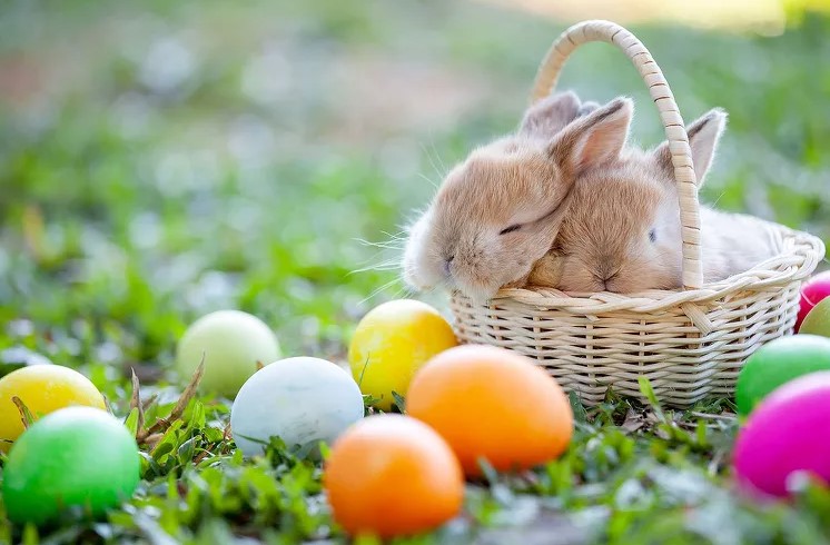 velka noc zajaciky | WebJET CMS